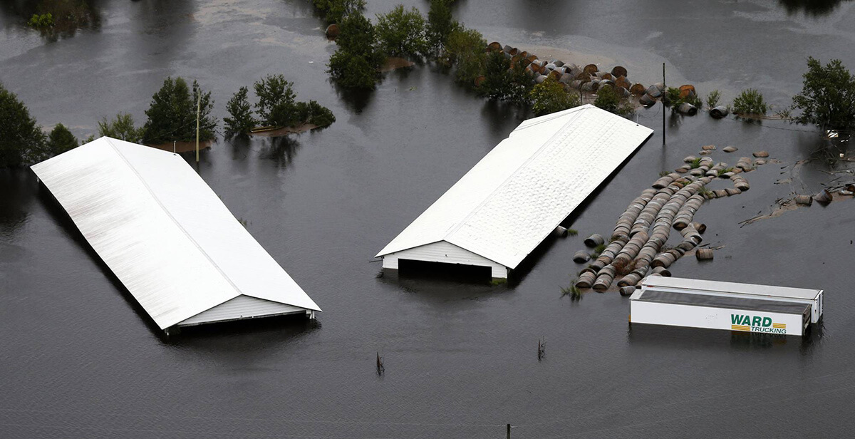 A North Carolina hog farm flooding in September, 2018. Photo: Steve Helber/Associated Press.